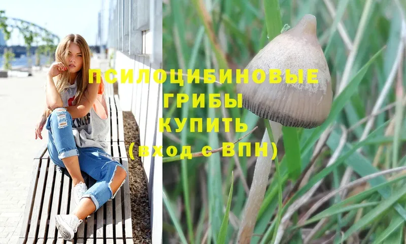 Псилоцибиновые грибы Psilocybe  Омск 