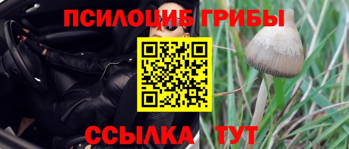 Псилоцибиновые грибы Cubensis Омск